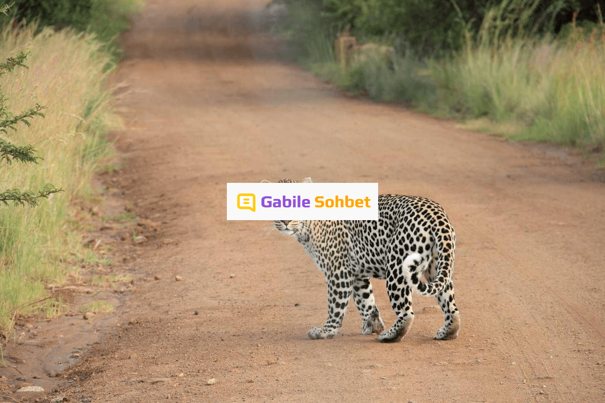 Omegle Tadında: Sanal Sohbet ve Mobil Chat