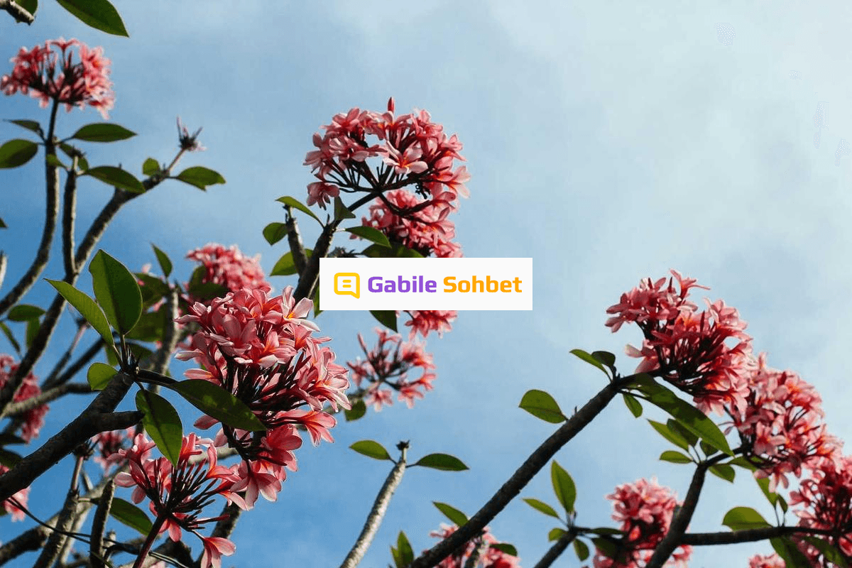 Sanal Sohbet: Liseli Chat ve Online Muhabbet