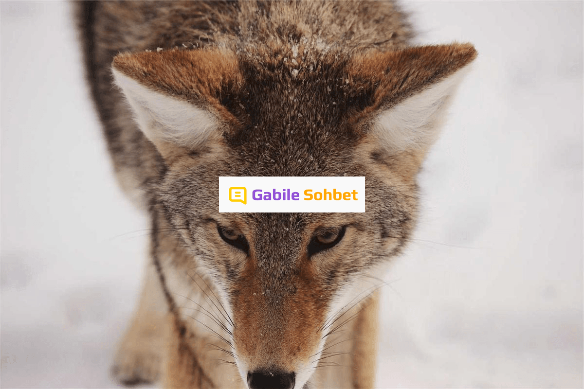 Yüzük Chat: Random Sohbet Uygulamaları