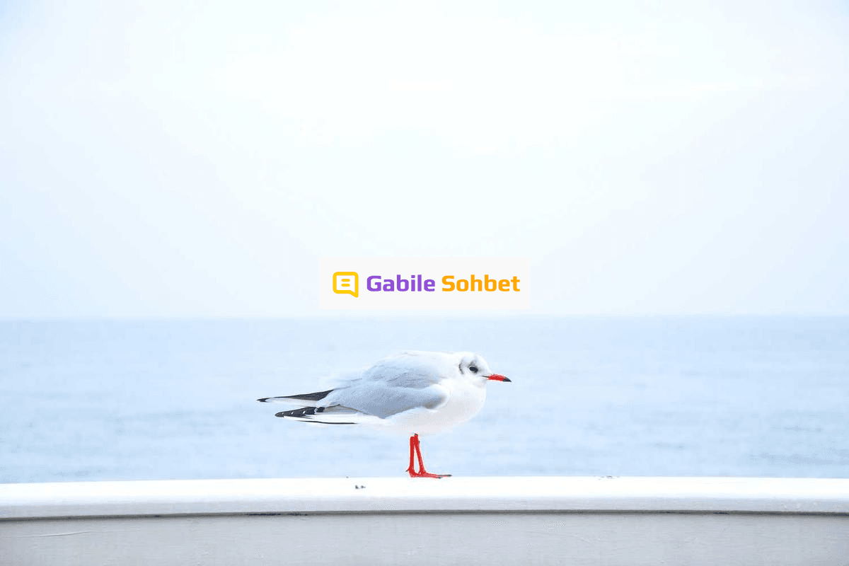 Liseli Chat: Yüzük Chat ve Online Chat