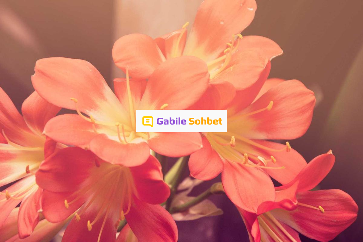 Omegle Alternatifi: Geveze Sohbet