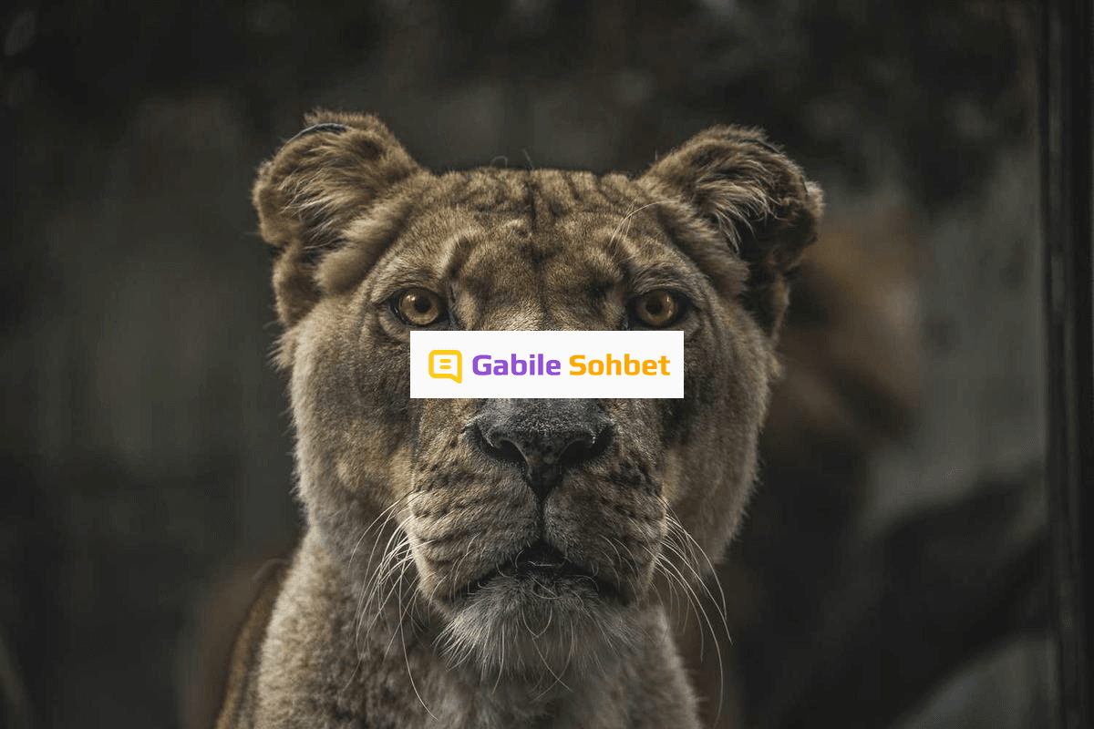 Sanal Alem Sohbet: Bizim Mekan Chat