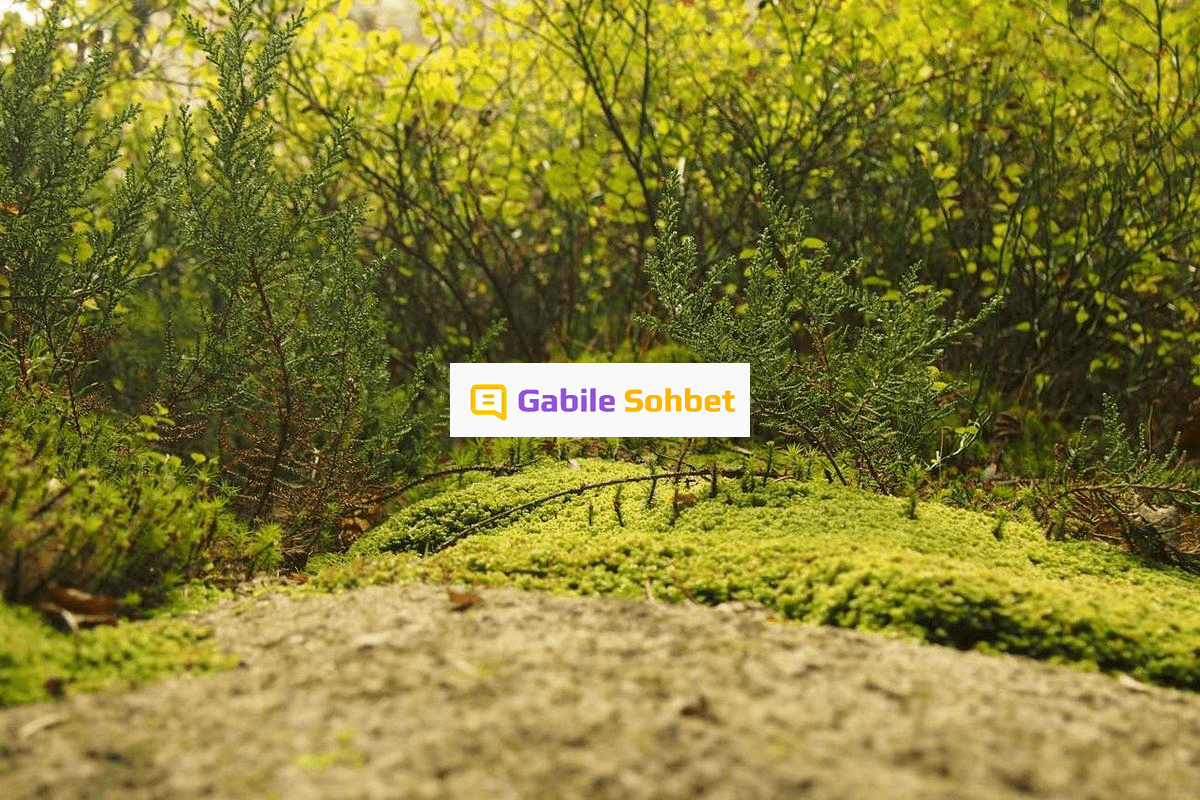 Whatsapp Sohbet: Random Chat Deneyimi