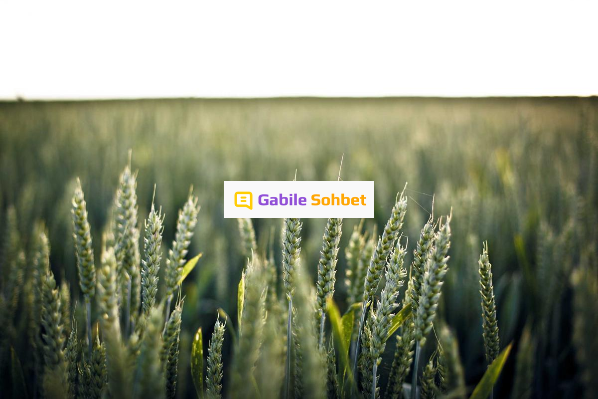 Bizim Mekan Chat: Kızlarla Mobil Sohbet