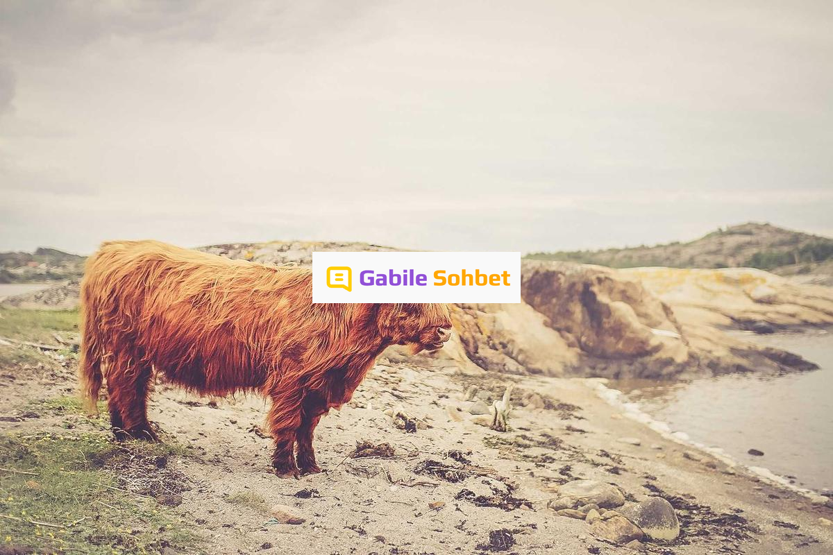 Liseli Chat: Siber Alemde Online Muhabbet