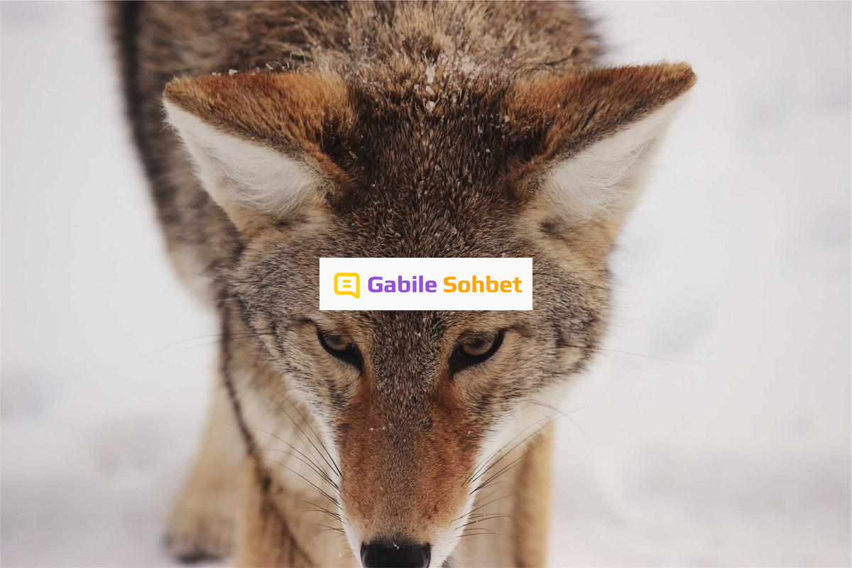 Online Muhabbet: Siber Alemde Görüntülü Chat