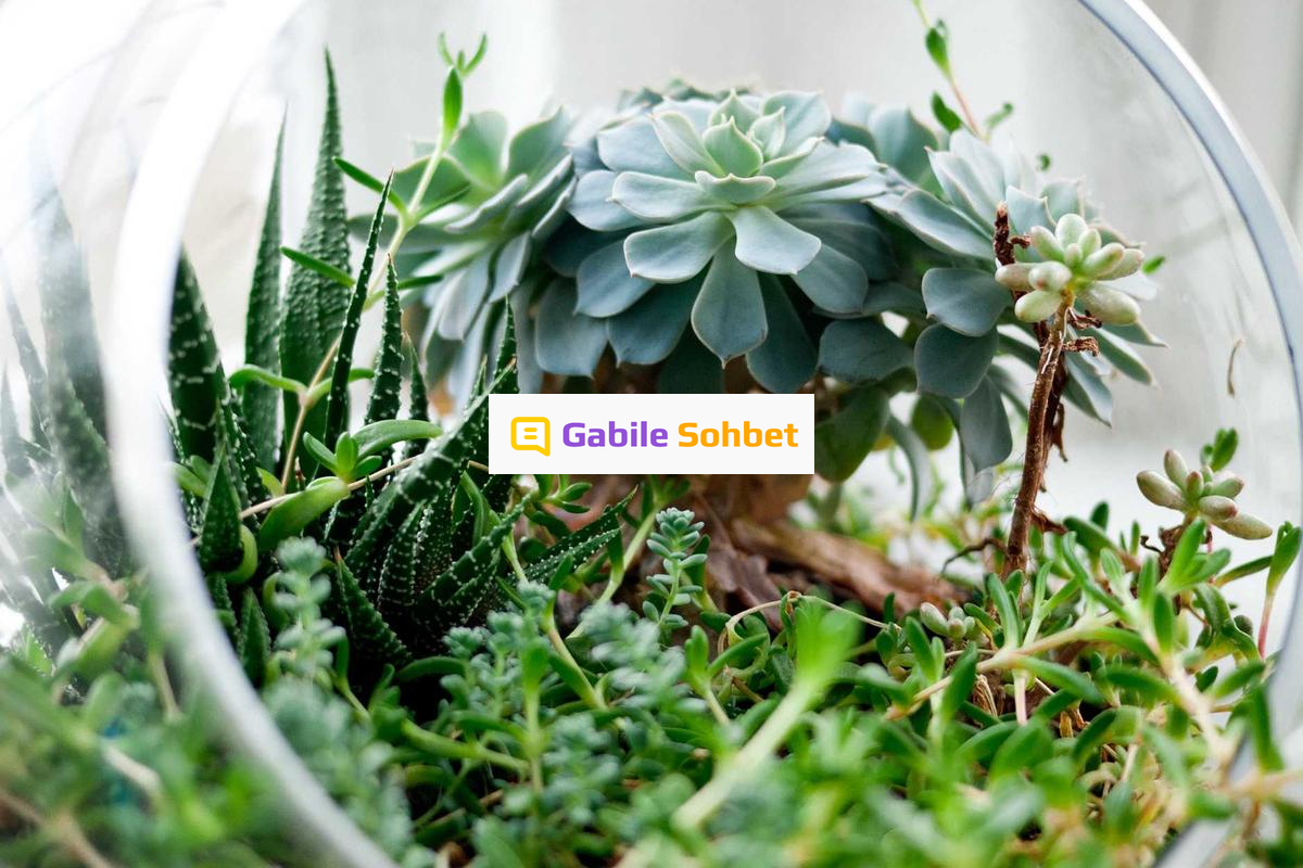 Omegle Benzeri: Görüntülü Sohbet ve Mobil Chat