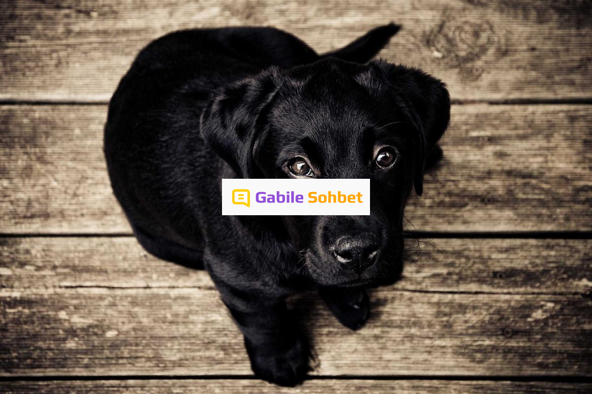 Random Sohbet: Yüzük Chat Sitesi Kuralları